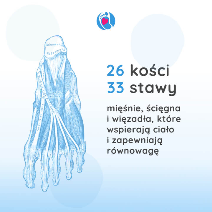 budowa-stopy-post-fizjoterapeuta-Weronika-Siewiera budowa-stopy-post-fizjoterapeuta-Weronika-Siewiera